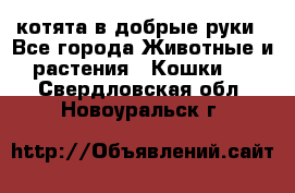 котята в добрые руки - Все города Животные и растения » Кошки   . Свердловская обл.,Новоуральск г.